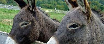 Les ânesses de Shirine