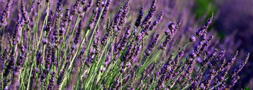 Musée lavande