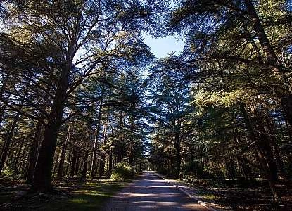 Forêt des cedres