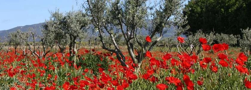 Jolis coquelicots dans le Luberon en Provence
