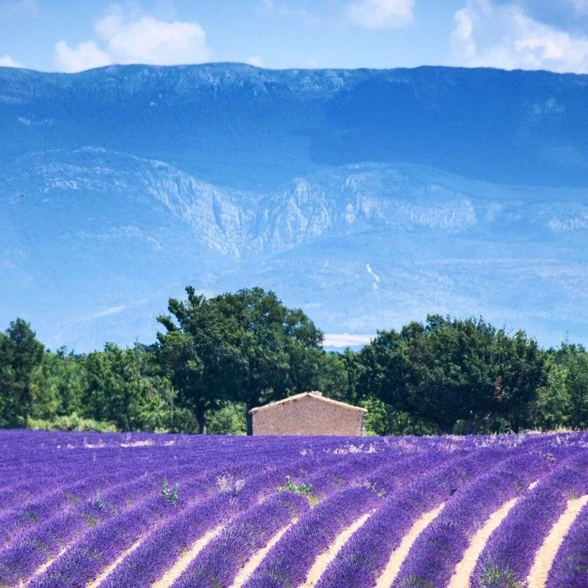 valensole