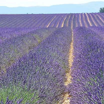 lavandes valensole