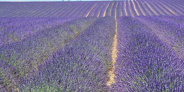 Plateau de Valensole 