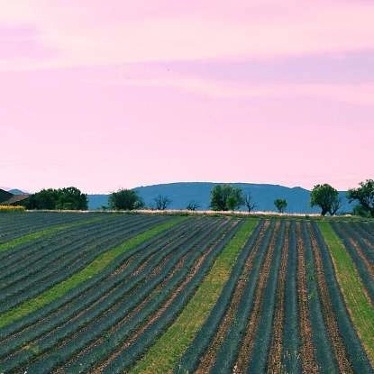 valensole