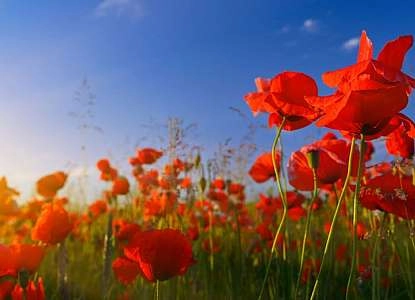 Jolis coquelicots dans le Luberon en Provence