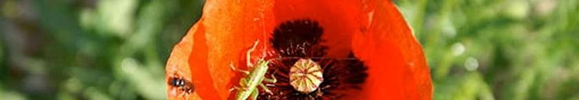 Jolis coquelicots dans le Luberon en Provence