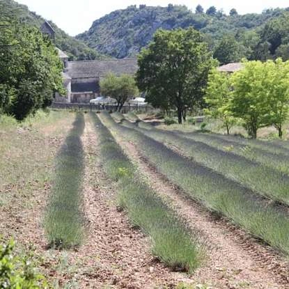Abbaye Notre-dame de Sénanque dans le Luberon