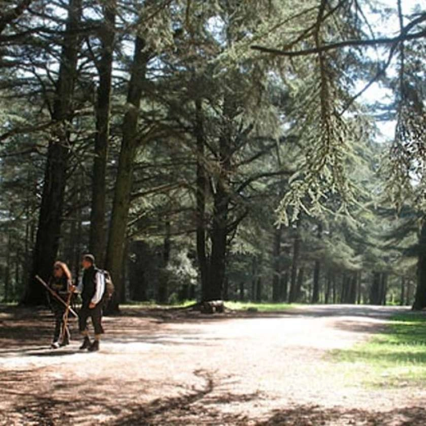 La forêt des cèdres du Luberon, circuit pédestre