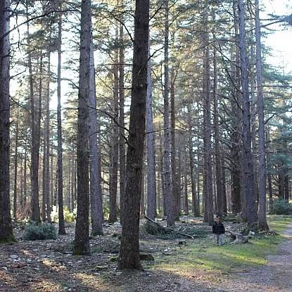 La forêt des cèdres du Luberon, circuit pédestre