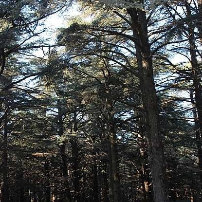 La forêt des cèdres du Luberon, circuit pédestre