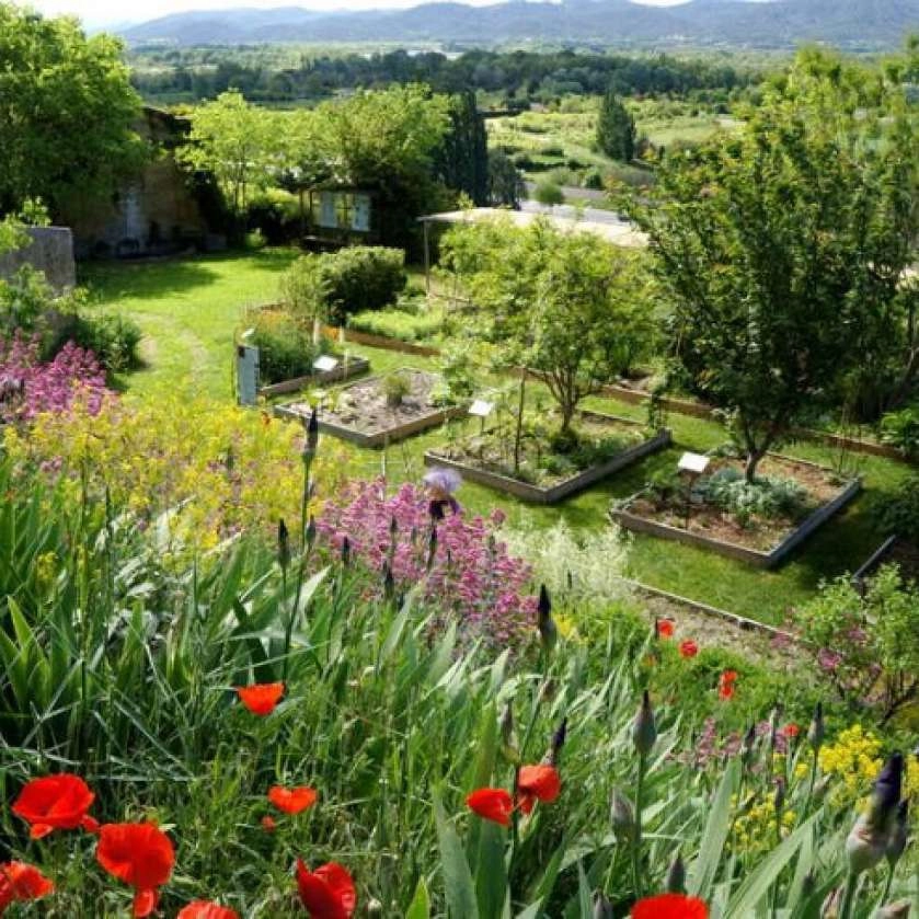 Visite du jardin de plantes tinctoriales à Lauris