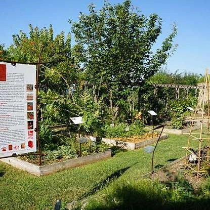 Visite du jardin de plantes tinctoriales à Lauris