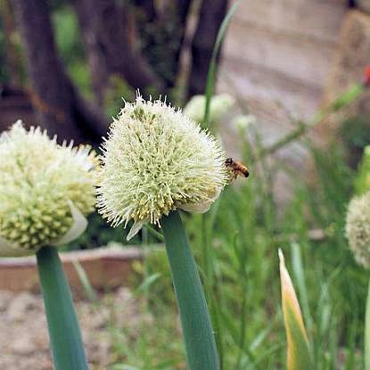 Visite du jardin de plantes tinctoriales à Lauris