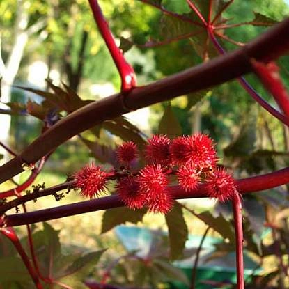 Visite du jardin de plantes tinctoriales à Lauris