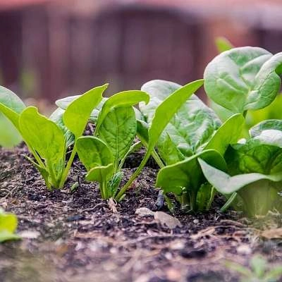 5 astuces pour entretenir son jardin en automne !