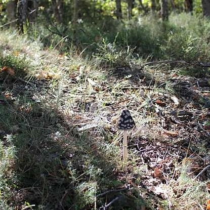 Le Colorado provençal - Ocres dans le Luberon