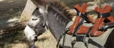 Les ânes de Forcalquier