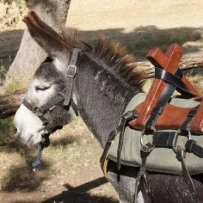 Les ânes de Forcalquier