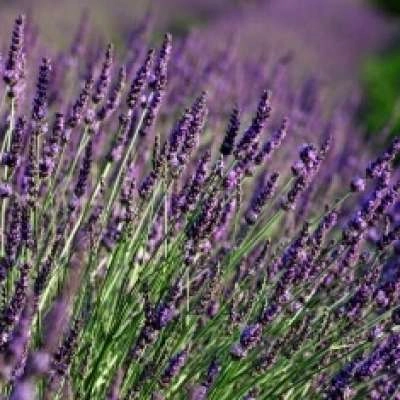 Fête de la lavande à Sault