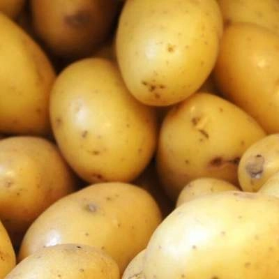 La confrérie de la Pomme de terre de Pertuis