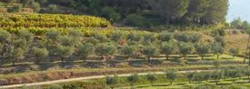 Restanques, cultures en terrasses en Provence