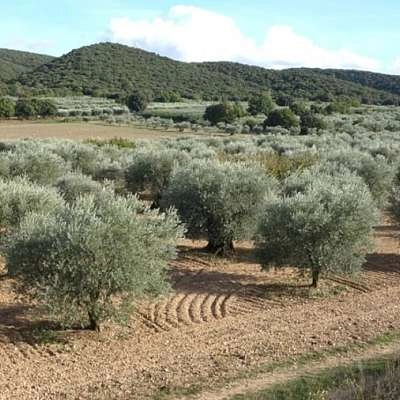L’olivier dans le Luberon, un arbre, un symbole