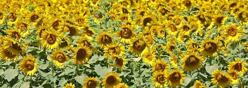 Champs de Tournesols dans le Luberon, sacré paysage