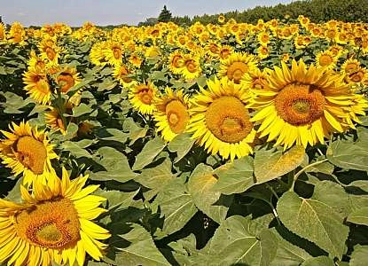 Champs de Tournesols dans le Luberon, sacré paysage