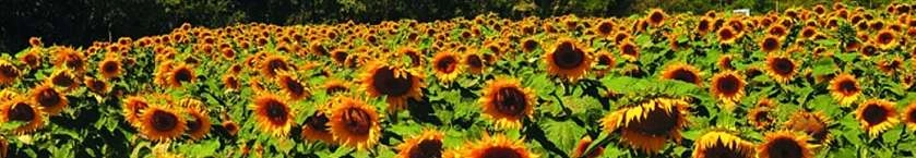 Champs de Tournesols dans le Luberon, sacré paysage