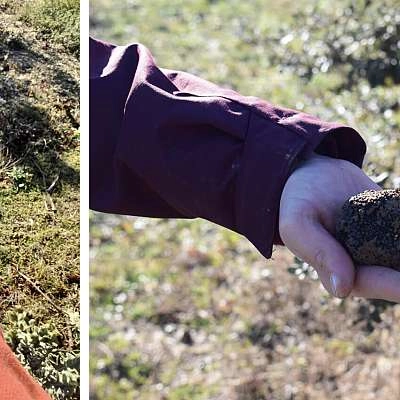 La truffe, un produit du terroir d’exception 