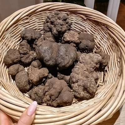 La truffe noire d'hiver dans le Vaucluse, en Provence.