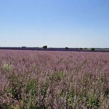 plateau_de_valensole09.jpg