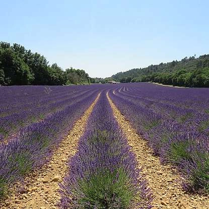 plateau_de_valensole10.jpg
