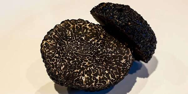 Chasse aux truffes dans le Luberon