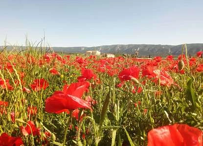 coquelicots gîte le petit luberon.jpg