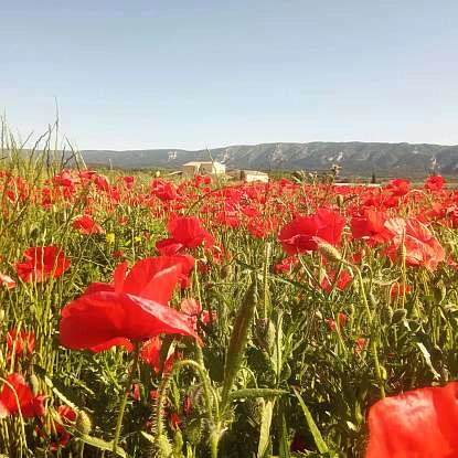 coquelicots gîte le petit luberon.jpg