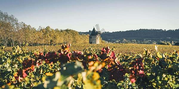 Luberon : Visite des vignobles et dégustation de vins