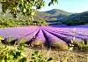 Le Luberon, terre de lavande et de traditions
