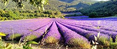 Le Luberon, terre de lavande et de traditions