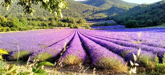 Le Luberon, terre de lavande et de traditions