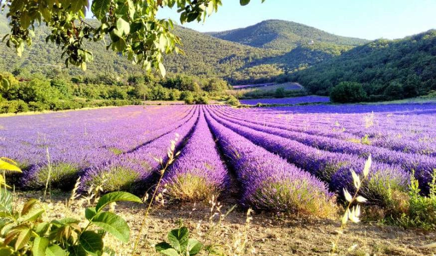 Le Luberon, terre de lavande et de traditions