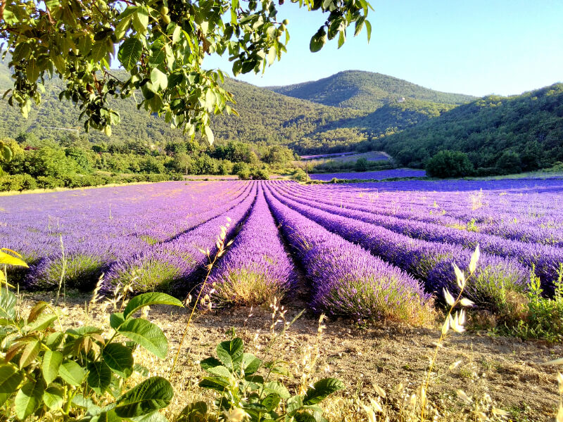 Lavandes dans le Luberon