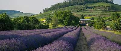 Le meilleur de la Provence : Circuit de 4 jours
