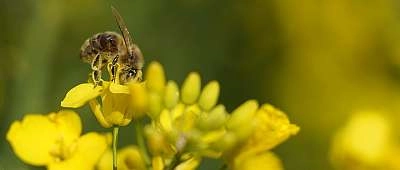 Luberon : randonnée à pied thématique apicole avec guide local