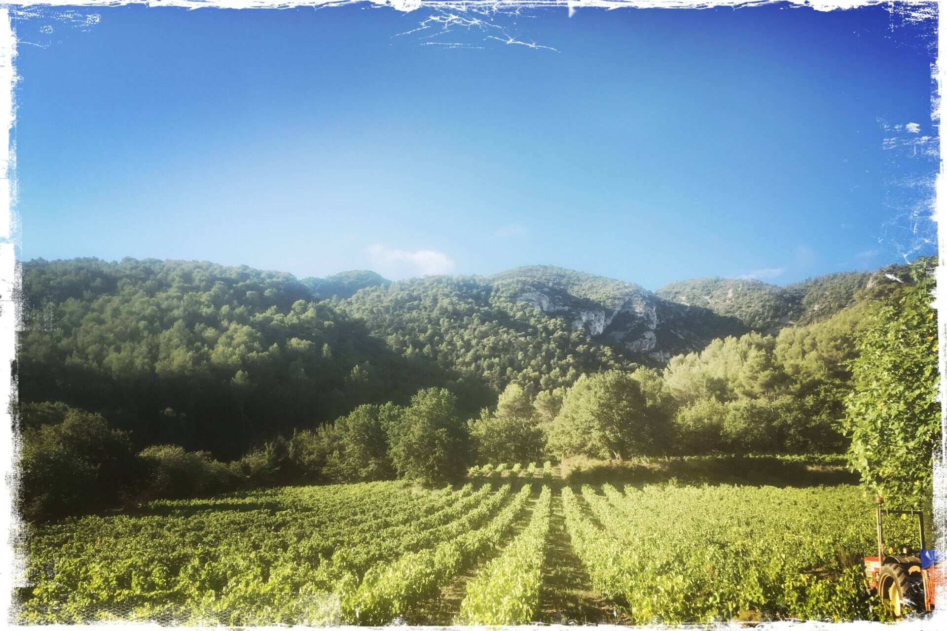 Les vignes du Domaine Arnia