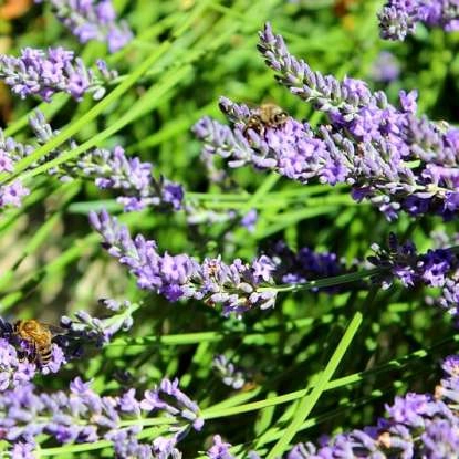 abeille.jpg