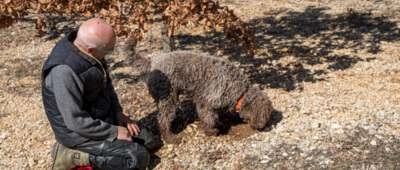 Cavage gourmand au cœur d'une truffière