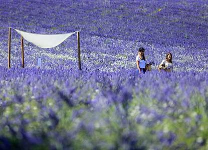 Visite des champs de lavande à Terre Ugo