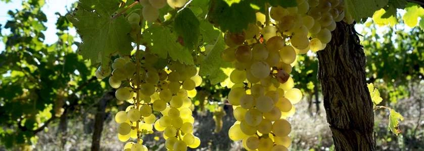 imgi_22_côte du rhone.jpg