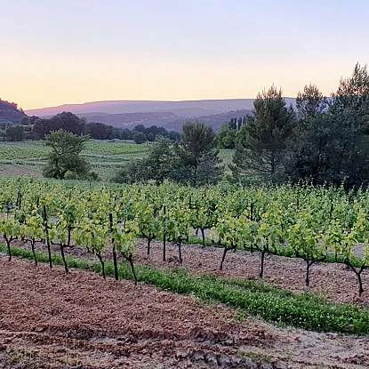 mas-edem-vignes-village-goult-luberon
